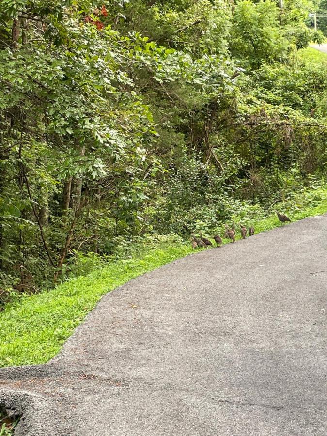 Bear Doodle Villa Sevierville Dış mekan fotoğraf